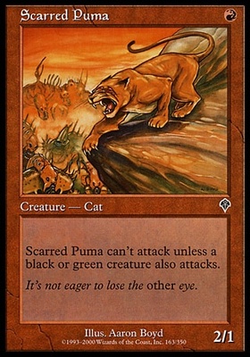 Scarred Puma